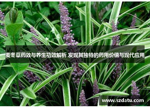 麦冬草药效与养生功效解析 发现其独特的药用价值与现代应用